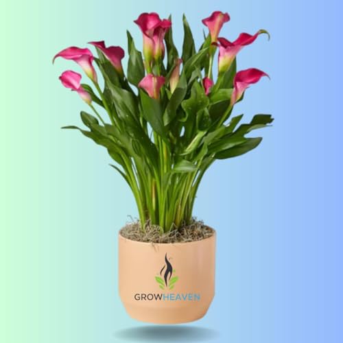 Image of Live Peace Lily Plant Flower Plants Peacelilly Plant Indoor Outdoor FlowerIng Plant With Black plastic Pot For Home & Garden Decore Pack Of 1 (LIVE PEACE LILY PLANT) (peace lily)