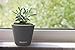 Window Garden – Aquaphoric Self Watering Mini Planter Pots (3 Pack) – Grow On Indoor Sill. Perfect for Potting Small Plants, Herbs, African Violets, Succulents, or Start Seedlings. (Purple Matte)