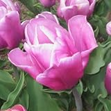 Good Morning Tulip Poster Print - GST (24 x 24)