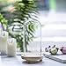 NCYP Glass Dome with Wood Base LED Light Round Bell Jar Clear Cloche Display Case for Rose Flowers Home Or Office Tabletop Decoration Valentine's Day Wedding Centerpiece DIY (Small D3.5 x H7.1)