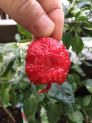 Amazon.co.jp: 植物種子 世界一位のスーパー超激辛唐辛子 キャロライナ