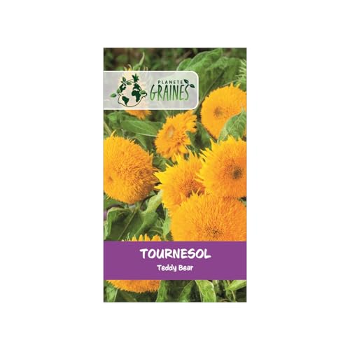 50 Graines de Tournesol Teddy Bear : Pompon jaune de Soleil Nains et Touffus - facile a cultiver