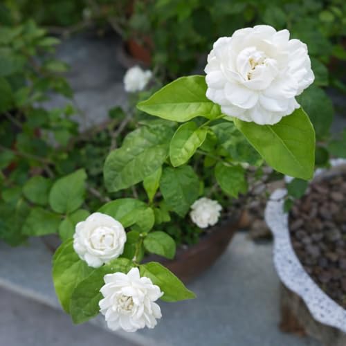 Image of REMASLARIC-Beautiful All Season Mogra Jasmine /Beli Flower Plant Tree || For Home garden Outdoor & Indoor.