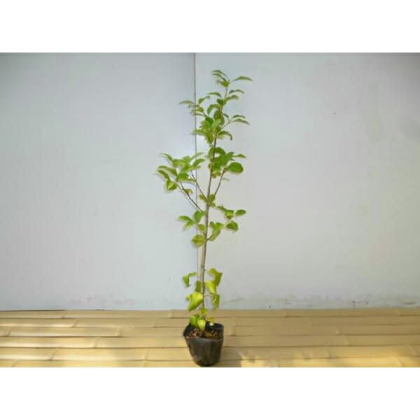 ヤマボウシ苗　やや大きめ　落葉樹 Amazon.co.jp: 苗/苗木 【10本セット】 ヤマボウシ 樹高0.5m前後 10.5