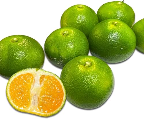 みかん 和歌山県産 赤秀みかん 昔ながらの甘酸っぱいミカン 選別済 (極早生 3kg)