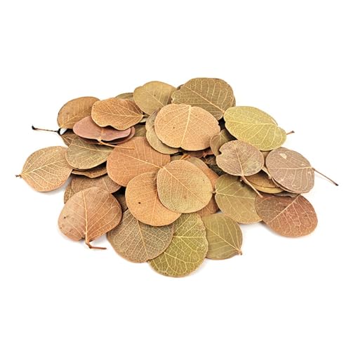 jiingekk Premium Natural Plant Leaves for Freshwater Aquariums, Natural River Beds Design, Ecosystem Landscape, Fish Tanks, Easy Aquascaping Leaves