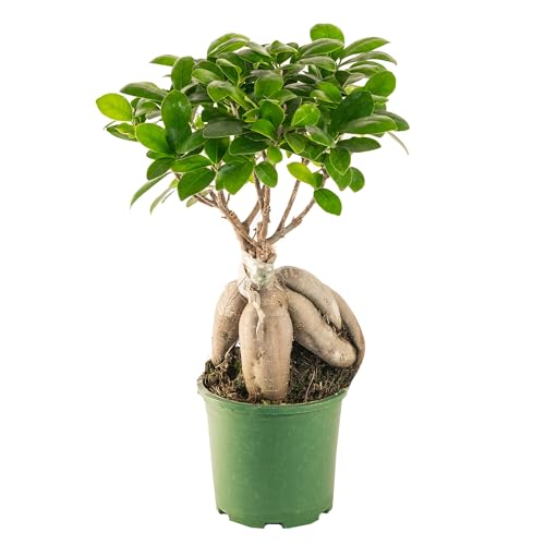 🌳 FICUS BONSAI SELEZIONATISSIMI: i nostri alberelli bonsai si distinguono grazie ad una folta chioma di color verde brillante ed appuntite foglie coriacee.