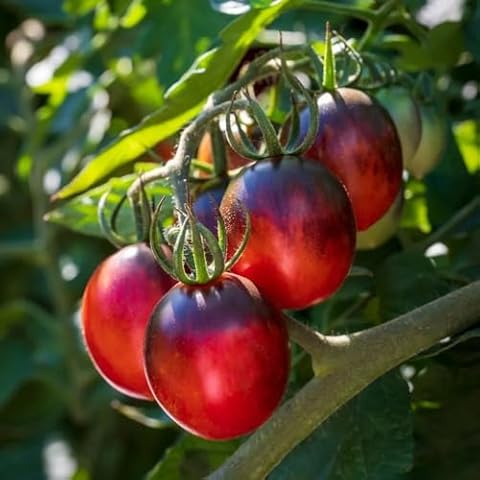 Black Moon F1 Tomato Seeds for Salads Cover