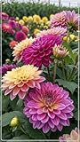 Blumenzwiebel Mix, Mysteriöse magische Glühbirne,2025 Winterhart pflanzen, Winterhart zwiebeln, Fall or Spring Planting -4 dahlien knollen-D