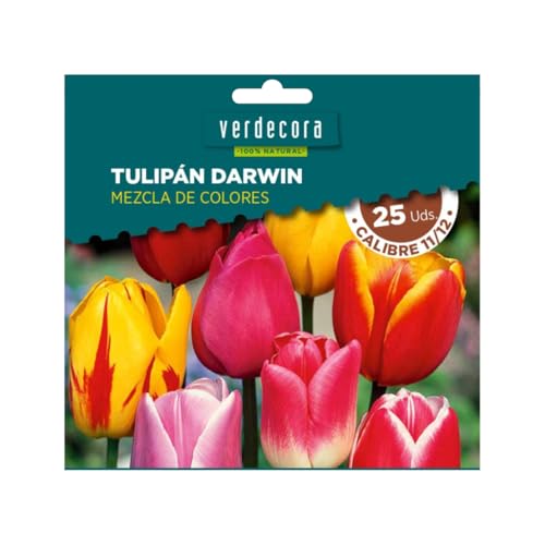 Verdecora Bulbos de Tulipán Darwin Mezcla (25 uds) | Tulipa Darwin | Floración en Primavera | Flores Grandes y Coloridas | Ideal para Jardines y Macetas (PORTES INCLUIDOS)