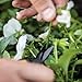 Fiskars Pruning Snips - 6