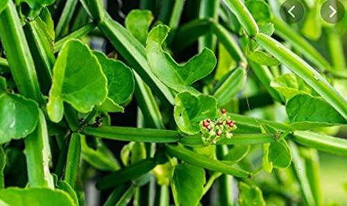 Karalakam Cylindrical Bone setter plant, Hadjod, Pirandai, Veldt Grape, Devil's backbone, Adamant creeper, Asthi samharaka, Asthisamhara