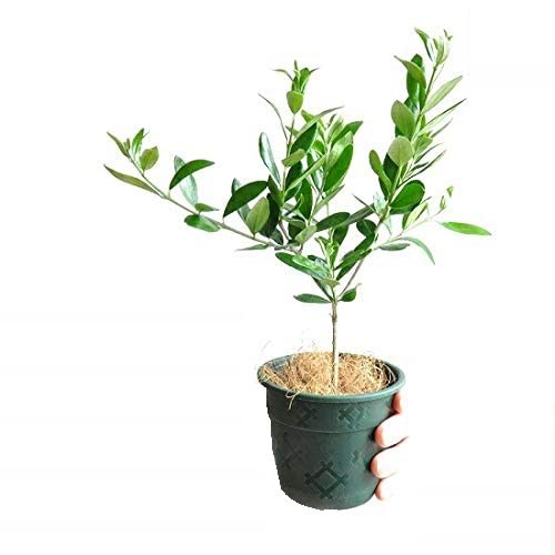 Amazon｜LAND PLANTS 観葉植物 【お試しサイズ】 オリーブ苗 3.5号