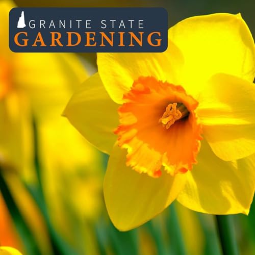 Fall Gardening for Rewards Next Year: Bulbs, Garlic and Lawns