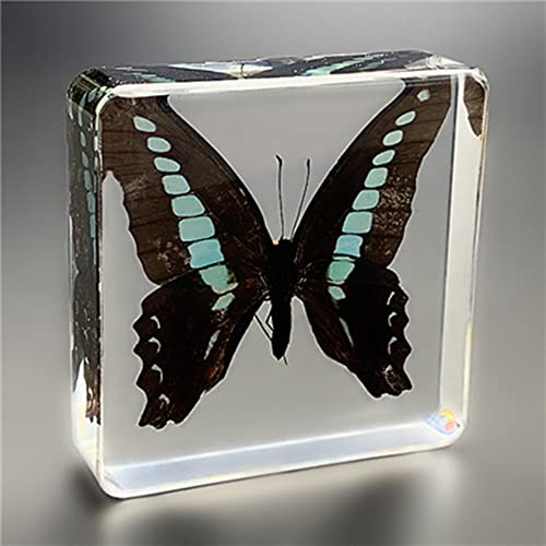 Butterfly Nature Specimen Paperweight, Specimen Butterfly Paperweight,specimens in Resin for Available for Children to Observe Organisms (3