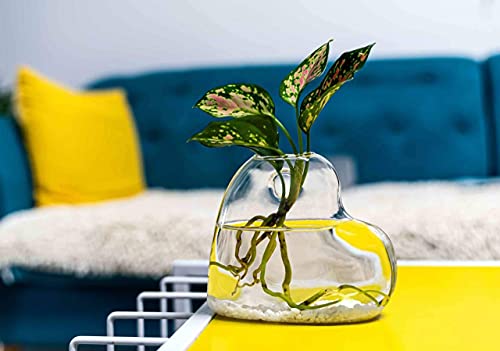 Kingbuy Glass Planters Wall Hanging Planters Glass Plant Terrariums Hanging Air Plant Pots Wall Hanging Plant Container For Planting Hydroponic Plants Home Office Decor - Heart Vase And Diamond Vase #TOP4