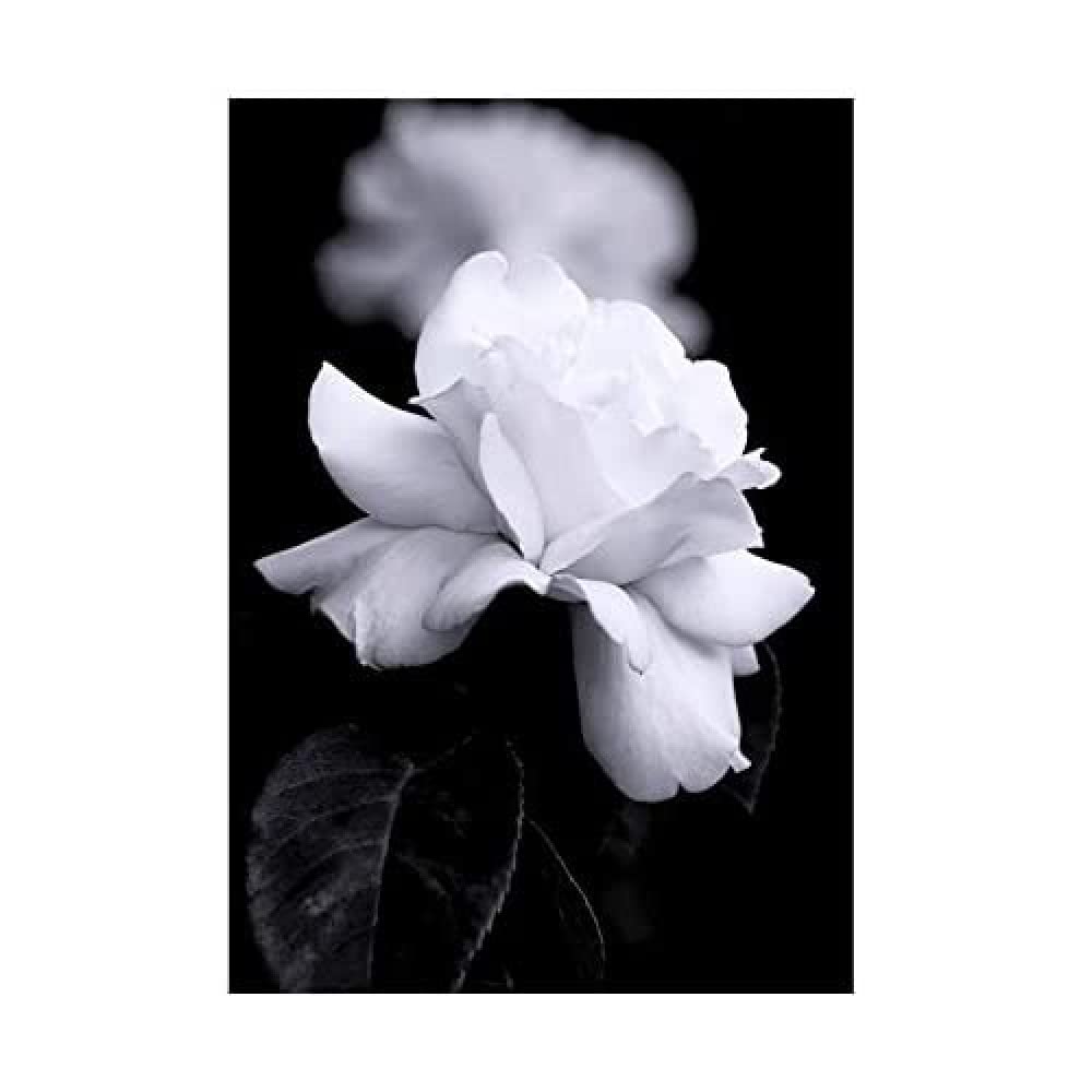 Wee Blue Coo Photo Nature Black White Rose Petal Flower Wall Art Print