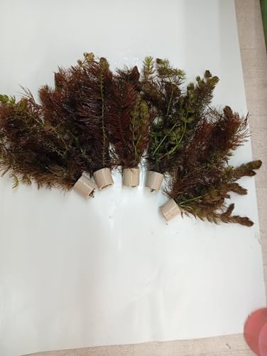 10 Bund Wasserpflanzen Teichpflanzen Ceratophyllum Hornkraut