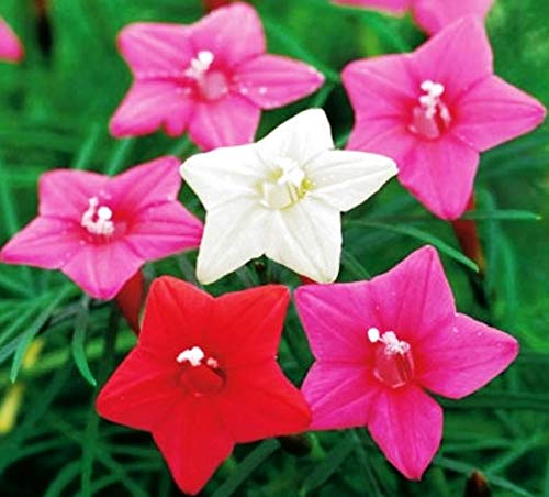 CEMEHA SEEDS - Seeds Cypress Vine Mix Quamoclit Annual Flowers for Planting
