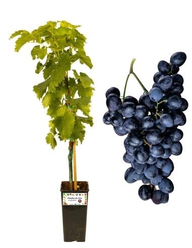 P. Piantine da Orto | Nero Vite da Tavola, Vaso 2 L, Pianta Pronta per Il Trapianto, Pianta Vera da Esterno, UVA da Tavola da Mangiare, Vivaio Italiano
