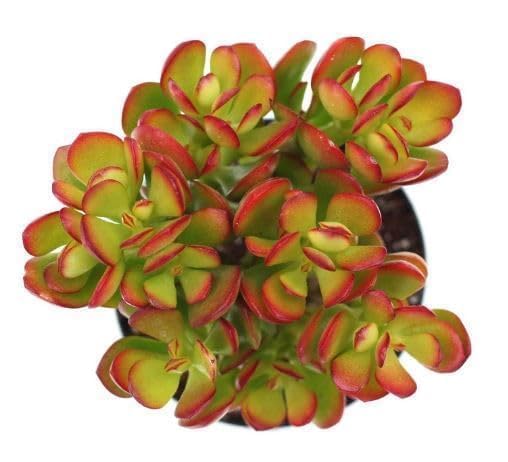 Image of Original Kuberakshi Crassula Ovata Live Plant with Pot | Jade Lucky Money Vastu Plant | Indoor Outdoor Succulent for Home Office Desk Living Room Balcony Decor | Pack of 1