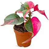 Alternanthera Party Time Live Plant in 2” Pot – Pink and Green Foliage – Foliage for Gardens & Landscapes - Easy Care Outdoor Plant - Green and Pink Shrub
