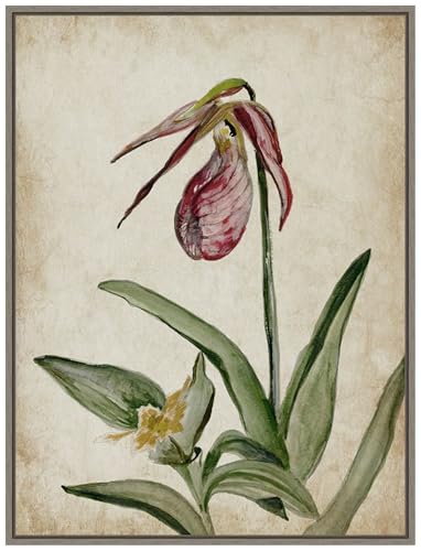 Amanti Art Framed Canvas Wall Art 42x32 Elegance Unveiled II
