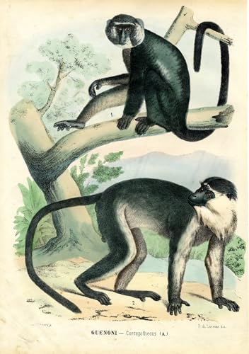 Toile lézard Raimundo Petraroja poster d'art mural de prestige