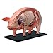 TEDCO 4D 26102 Vision Pig Anatomy Model, One Color