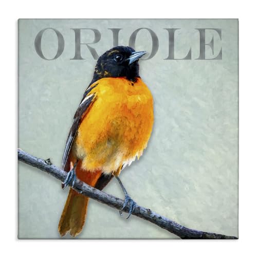 Oriole Bird Portrait Wildlife, 24 x 24 Inch Canvas Wall Art