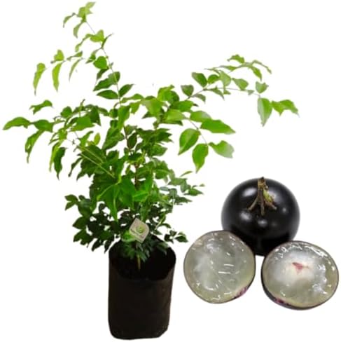 Muda De Jabuticaba Hibrida Ideal Para Vaso