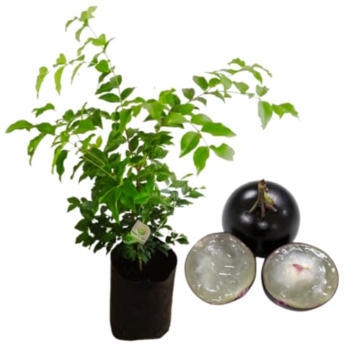 Muda De Jabuticaba Hibrida Ideal Para Vaso