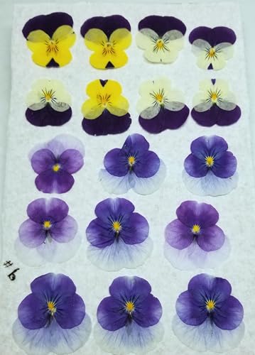 17 Piezas de Pensamientos Secos Prensados para Decoración miniatura 3