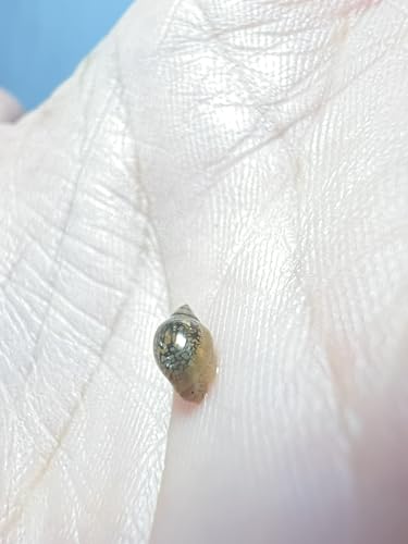 Generisch Blasenschnecken