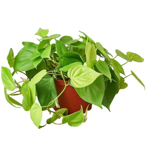 Philodendron Cordatum Neon Live Plant | Houseplants in 4'' & 6'' Pot
