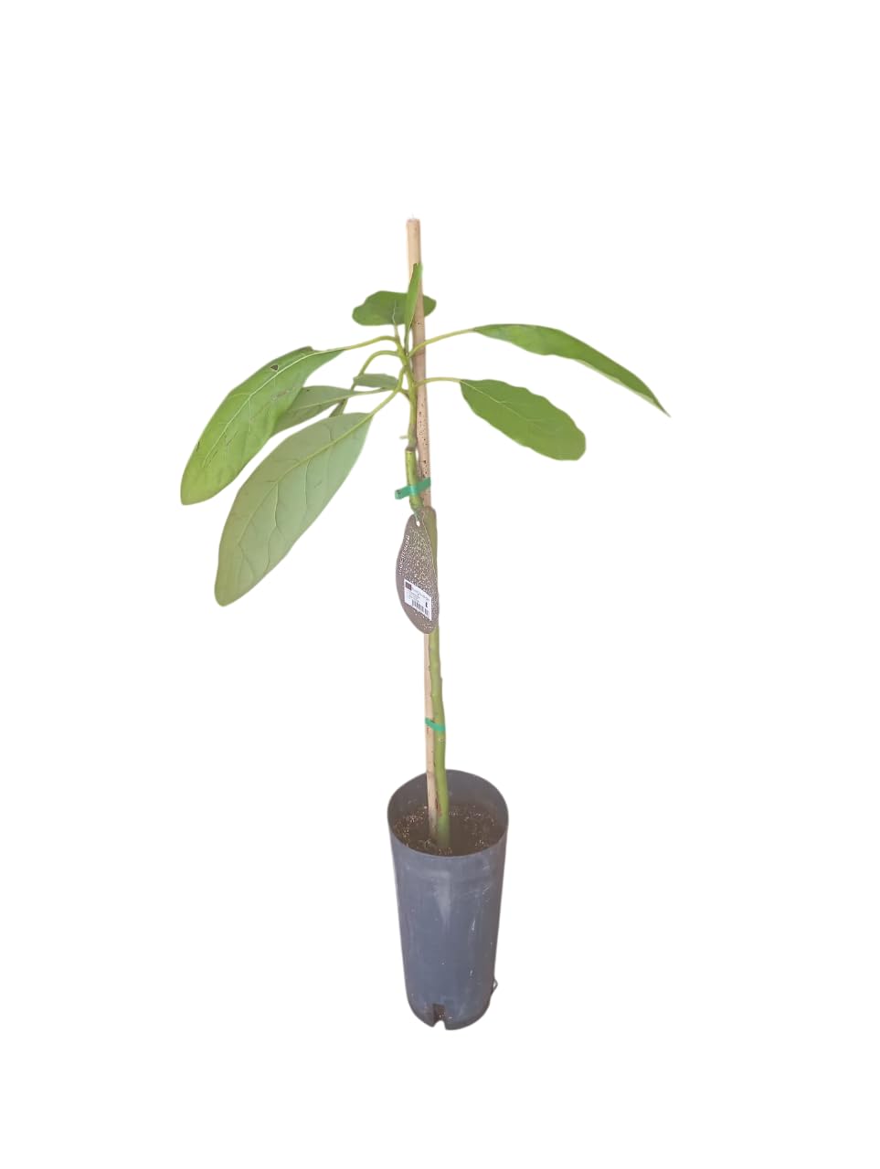 Planta de Aguacate Natural Árbol Injertado de 150cm para Jardín o Huerto