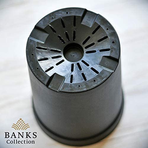 Amazon.co.jp: BANKS Collection ロングポット大 単品 BC