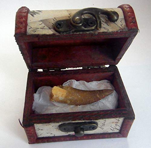 PLESIOSUAR Véritable GRANDE DENTE 40mm cadeau TRESOR CHEST Cover