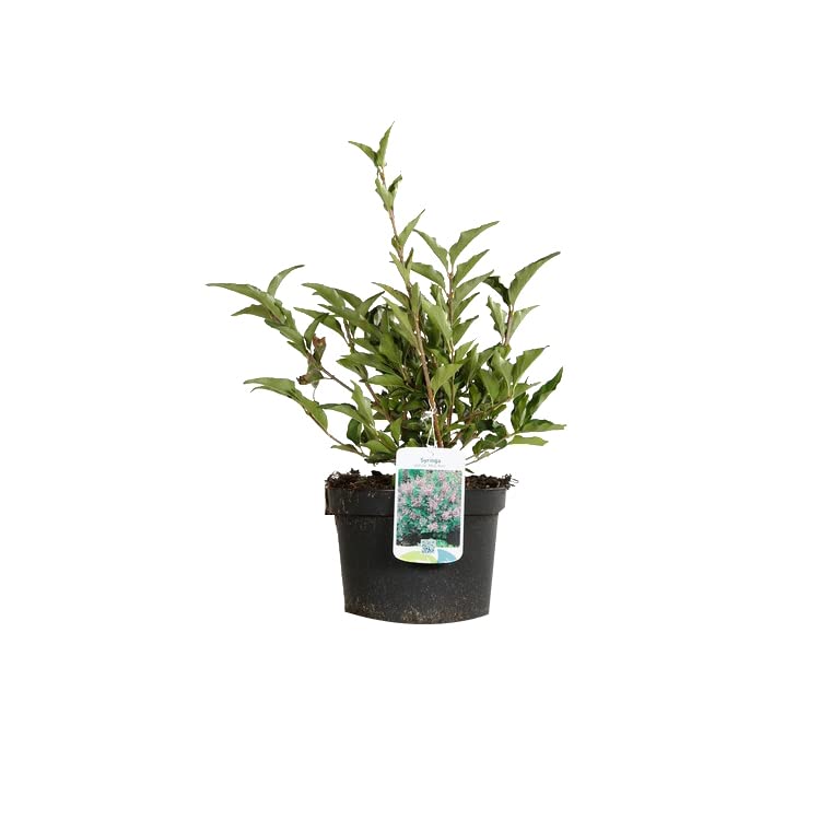 Lilas de Chine 'Miss Kim' – Syringa patula 'Miss Kim' – 40-60 C – 40-60 cm pot | Floraison parfumée, feuillage automnal rouge