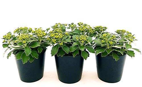 POWERS TO FLOWERS - CRISANTEMO DEL PACIFICO, AJANIA PACIFICA, 3 PIANTE, Piante Vere