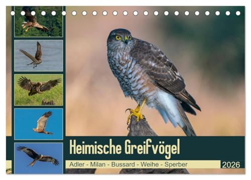 Heimische GREIFVÖGEL Adler Milan Bussard Weihe Sperber (Tischkalender 2026 DIN A5 quer), CALVENDO Monatskalender: Ausgesuchte Aufnahmen aus der Familie der Habichtartigen (CALVENDO Tiere)