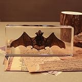 LepiBat Gems Taxidermy Bat, Real Bat Specimens in Resin, Square Animal Specimen for Science Classroom Education Supplies (Dark Brown Rectangular)