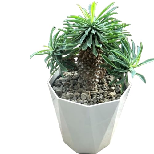 観葉植物 ソテツキリン」の人気商品一覧 | 安い商品を通販サイトから