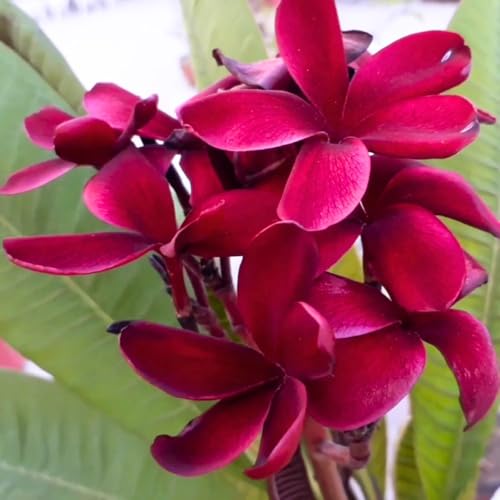 Image of Live Red Champa Plumeria Rubra Live Flowering Plant with Pot | Frangipani Plant Live | Lal Champa Ornamental Tree for Home Garden Balcony Terrace Outdoor