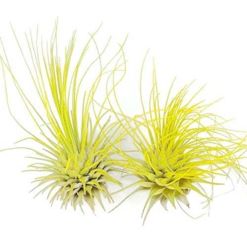 Image of Thin Air Plant, Guatemala Tillandsia Live Airplant, Healthy Arrival Guaranteed, Great Indoor Plant, Home Decor & Gift (2 Yellow)