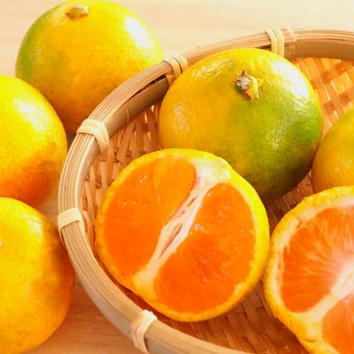 みかん 極早生 箱込 10kg (内容量 9.2kg) SMLサイズのいずれか 秀優混合 有田みかん 和歌山県産 ミカン 蜜柑 mikan 株式会社みかんの会