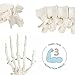 Axis Scientific Life-Size Disarticulated Human Skeleton Model, 3 Part Human Skull, Articulated Bones, Hand and Foot, with Full-Color Detailed Product Manual