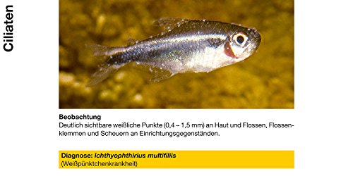 sera costapur F 100 ml - Arzneimittel für Fische gegen Ichthyophthirius multifiliis und andere einzellige Hautparasiten, Medizin fürs Aquarium