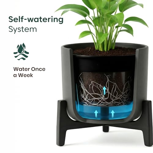 Image of Kyari Peace Lily Live Plant with Blue Self Watering Pot 4 Inch - Peace Lily Indoor Live Plant with Pot for Home, Living Room, Bedroom, Office - Flowering Air Purifying Indoor Plant