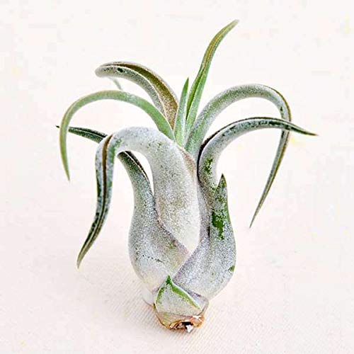 Plants Air Plant, Tillandsia caput medusae (Small) - Plant Garden Live Plant Nursery Indoor Outdoor Living Plants?